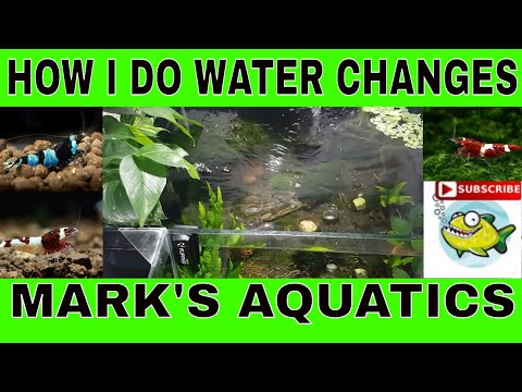 HOW TO CHANGE AND REMINERALIZE YOUR SHRIMP TANK WATER