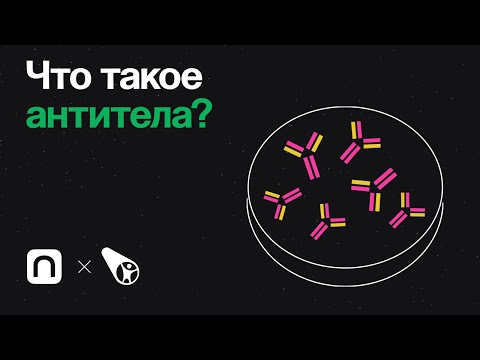 Что такое антитела?