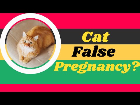 False Pregnancy in Cats 2021 - Symptoms, Causes, Diagnosis, Treatment and Recovery ! Cat Health Tips