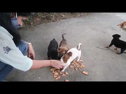 Kitne pyare pyare puppy 😘