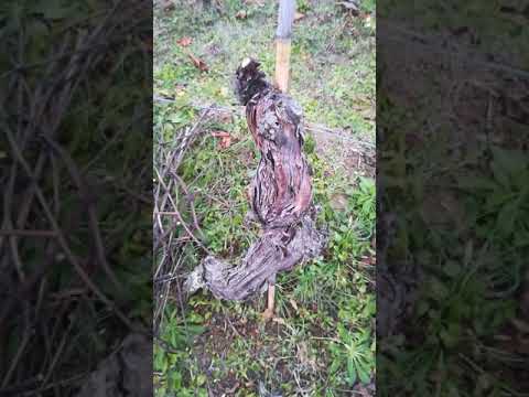 Mal dell'esca su Dolcetto nel Monferrato e...tanti auguri