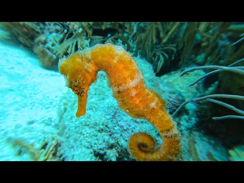 Bonaire 3 - scuba diving video
