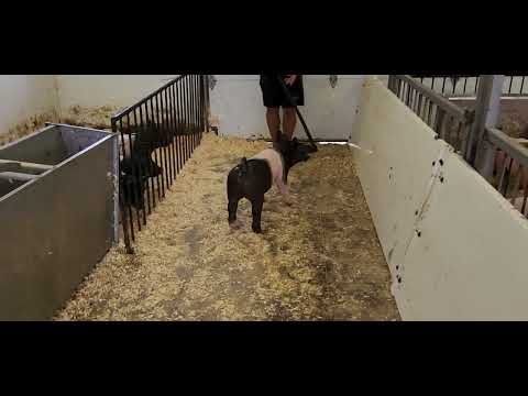 POWER FEMALE SALE LOT 21 LAST MINUTE X KINGPIN 31-10