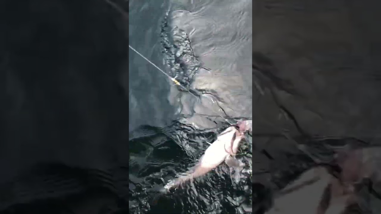 YouTube Short thumbnail