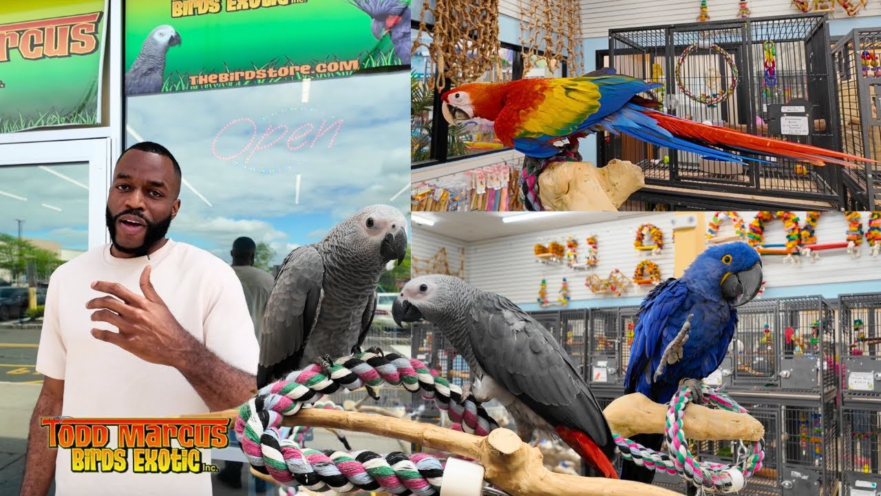 The Largest Parrot Store In The USA | Bringing Home My African Greys from Todd Marcus Birds Exotic