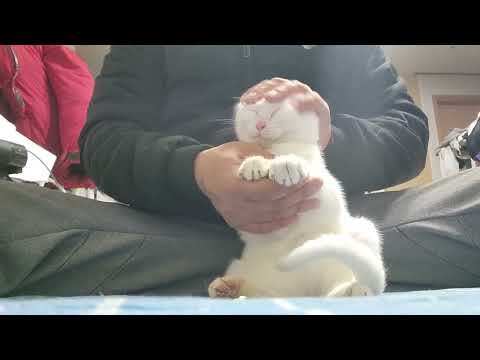 귀농귀촌 고양이 놀아주기