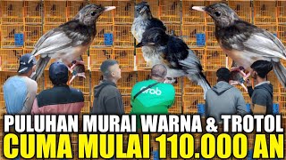 Download lagu Even Crazier!!! Dozens of Black-rumped Shama and Evil Trotol, Sent by Breeders, for Sale Starting... mp3