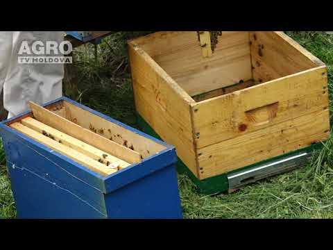 Agricultura Performantă în Moldova – Lecția nr.4, Apicultura