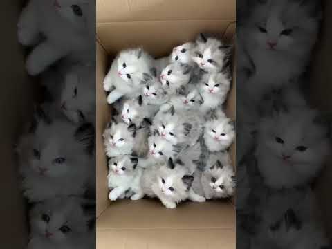 😹Cats Doing Cat Things😹 3 #cat #catlover #cats #dog #puppy