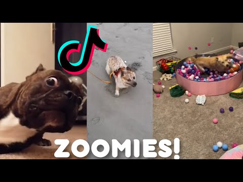 Best Of | DOG ZOOMIES | TikTok Compilation