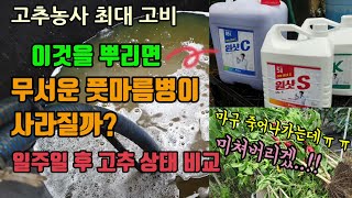 고추청고병으로 나노시리즈를 뿌려주었고 일주일 후 고추들의 상태는? 탄저병 역병 청고병 흰가루병 곰팡이병 바이…
