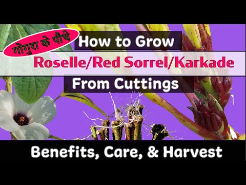 How to Grow Roselle Hibiscus Sabdariffa Gongura Karkade Red Roselle From Cuttings/ गोंगुरा के पौधे
