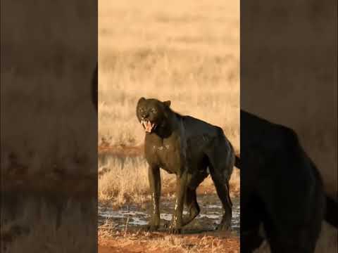 Que habrá comido el hipo?