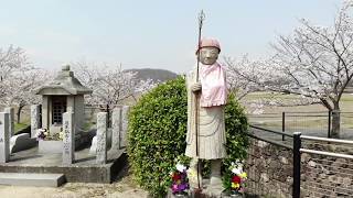 「風景の記憶」太子町農業公園の桜