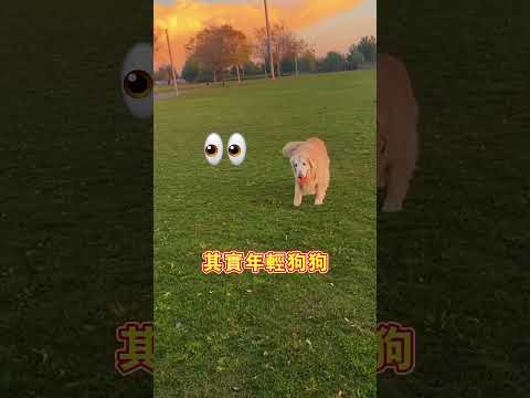 老狗以为自己总获胜，背后真相好温柔@goldieandaussie