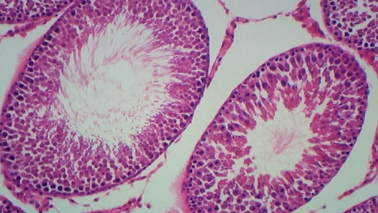 Histologia do testículo