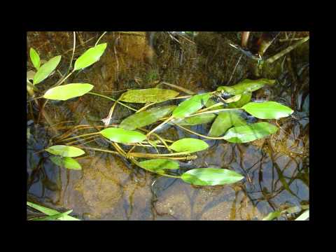 Рдест – водное растение