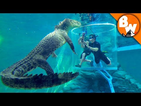 死の檻で生き延びる! (Surviving a Cage of Death!)