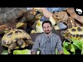Why Tortoises Are The Best Pet Reptiles
