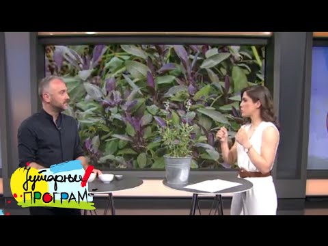 RTS JUTARNJI PROGRAM - Šta sve leči žalfija