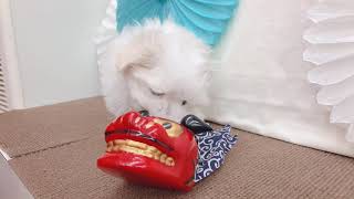 マルチーズの動画01