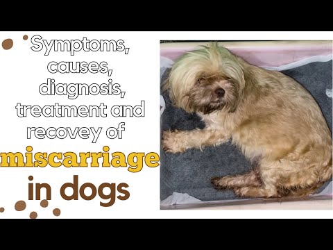 MISCARRIAGE IN DOGS | SYMPTOMS, CAUSES, DIAGNOSIS, TREATMENT AND RECOVERY