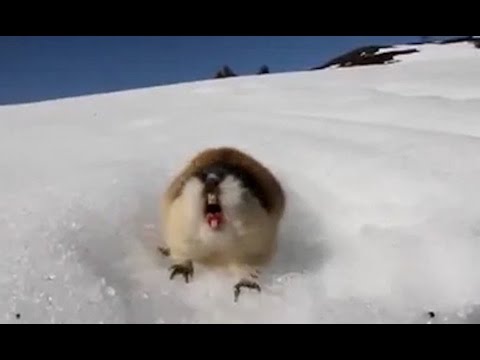 Angry Norwegian lemmings are the bravest of them all