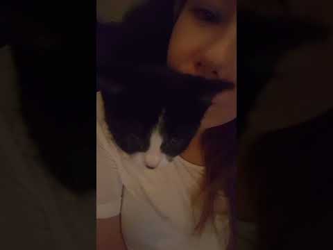 Kitten sitting on my shoulder