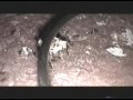 300 SPART ANTS