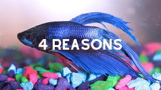 4 Reasons Why Betta Fish Lay At The Bottom Of The Tank
