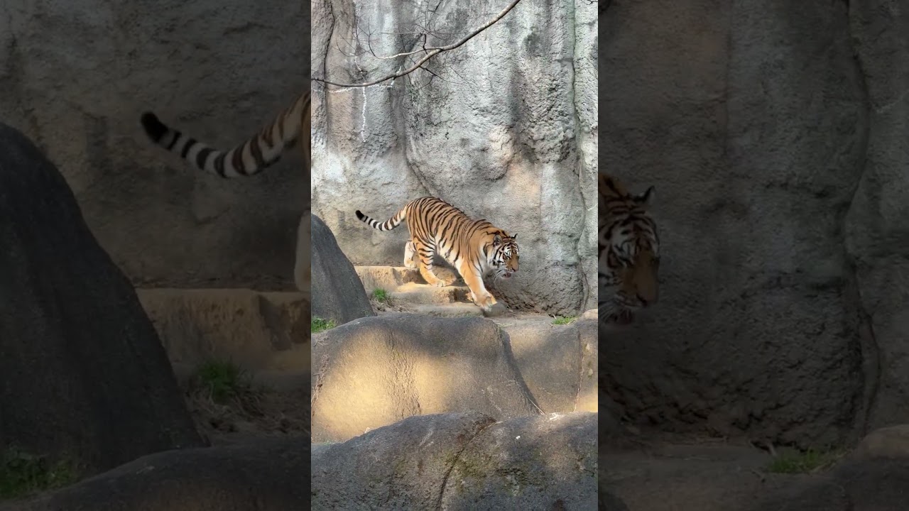 #shorts 閉園時間前のサーシャちゃん　アムールトラ　浜松市動物園にて　2026年3月15日