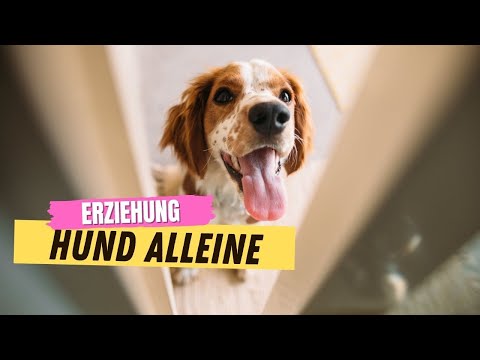 Hund alleine lassen ▶︎ Wie lange?! ✅