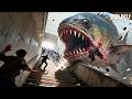 Piranhas Released Now Hunting Humans Sharp Teeth YOUKU MONSTER MOVIE