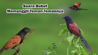 Download lagu Suara Pikat Burung Bubut Paling Ampuh Durasi Lama | Ampuh Memikat Semua Jenis Bubut! mp3