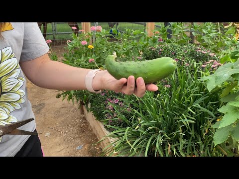 Ultimate Guide to Cucumber Planting at Home: Tips & Yeast Solution Recipe for Maximum Yield! 🥒