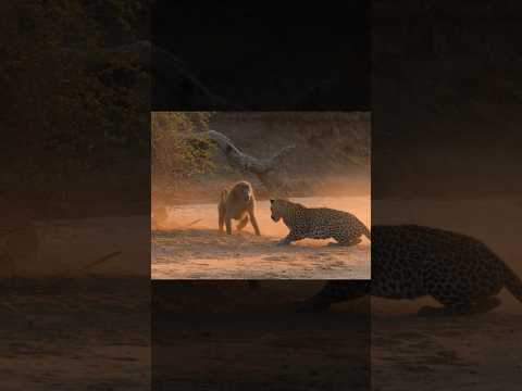The Leopard Thought the Baboon Was Cornered #shorts #animals #wildlife
