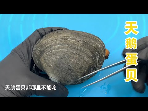 天鵝蛋
