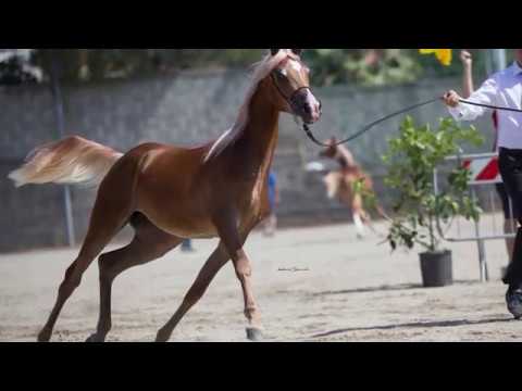 CPE Fajjar Wadih (by Avalon LBA X AG Haidjana)- CPE Arabians