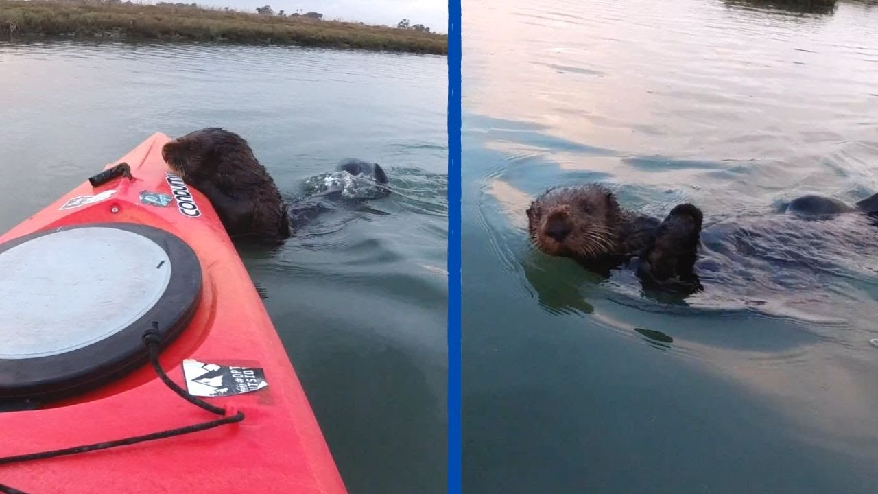 A Sea Otter Tries To Climb On My Kayak!