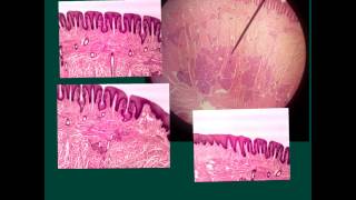 Part 2 of revision histological slides 2nd year