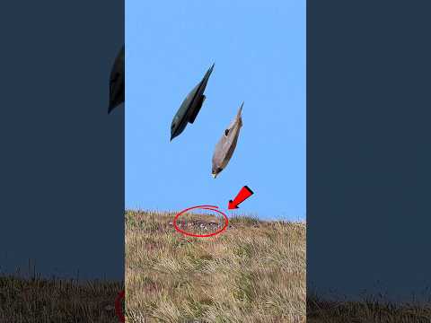 A bird that flies faster than a cheetah! 🚀 Peregrine Falcon 😱The Fastest Bird in the World #short...