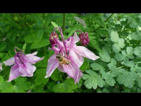 Akelei - Insektenfreundliche Gartenpflanzen - Steckbrief
