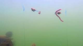 Download lagu mancing ikan lohan mp3