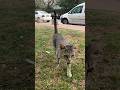 Cute Little Gray Tabby Cat Meows And Purrs