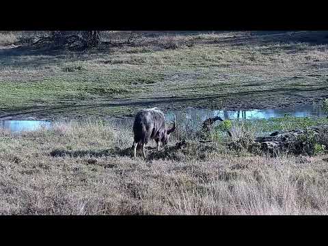 Djuma: Nyalas - 07:41 - 08/15/2022