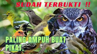 Download lagu Suara Pikat SOGON Ribut Kombinasi Sirtu, TRUCUK Terancam Paling Ampuh. mp3