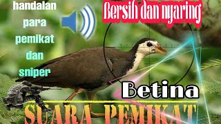 Download lagu suara pikat ruak ruak betina mp3 yang banyak di cari para pemikat dan sniper mp3 Download lagu suara pikat ruak ruak betina mp3 yang banyak di cari para pemikat dan sniper mp3