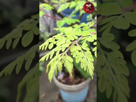 Surah Al-Kawthar | The Shortest Surah in the Quran | Peaceful Recitation #beautiful #nature