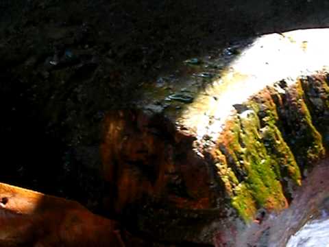 poiana botzii -"izvorul care urca"