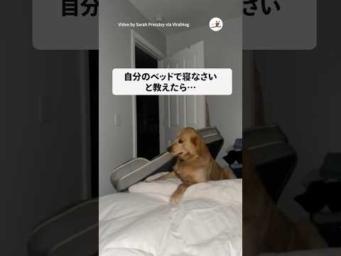 まさかの毎晩ベッド持ってきた｜PECO